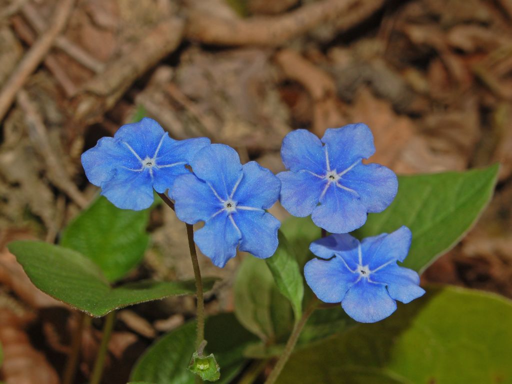 Omphalodes verna / Borrana